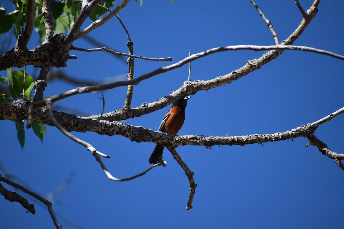 Orchard Oriole - ML582917561