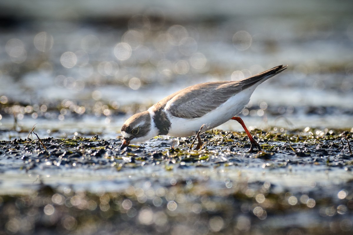 Semipalmated Plover - ML582917771