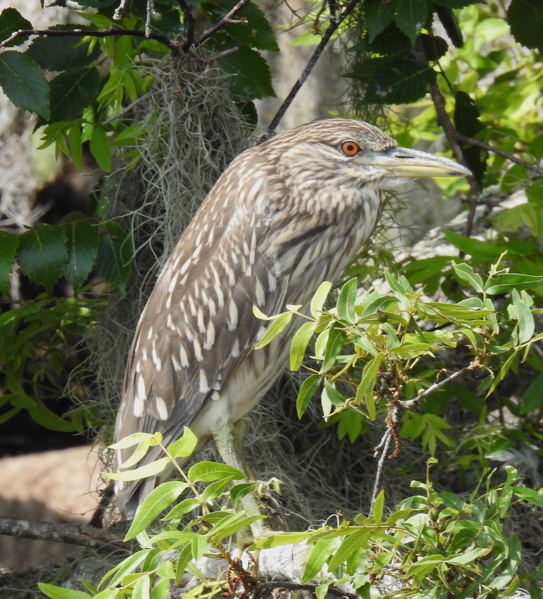 Black-crowned Night Heron - ML582919081