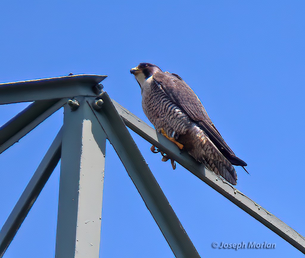 Halcón Peregrino - ML582921581