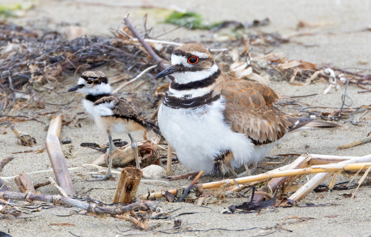 Killdeer - ML582922131