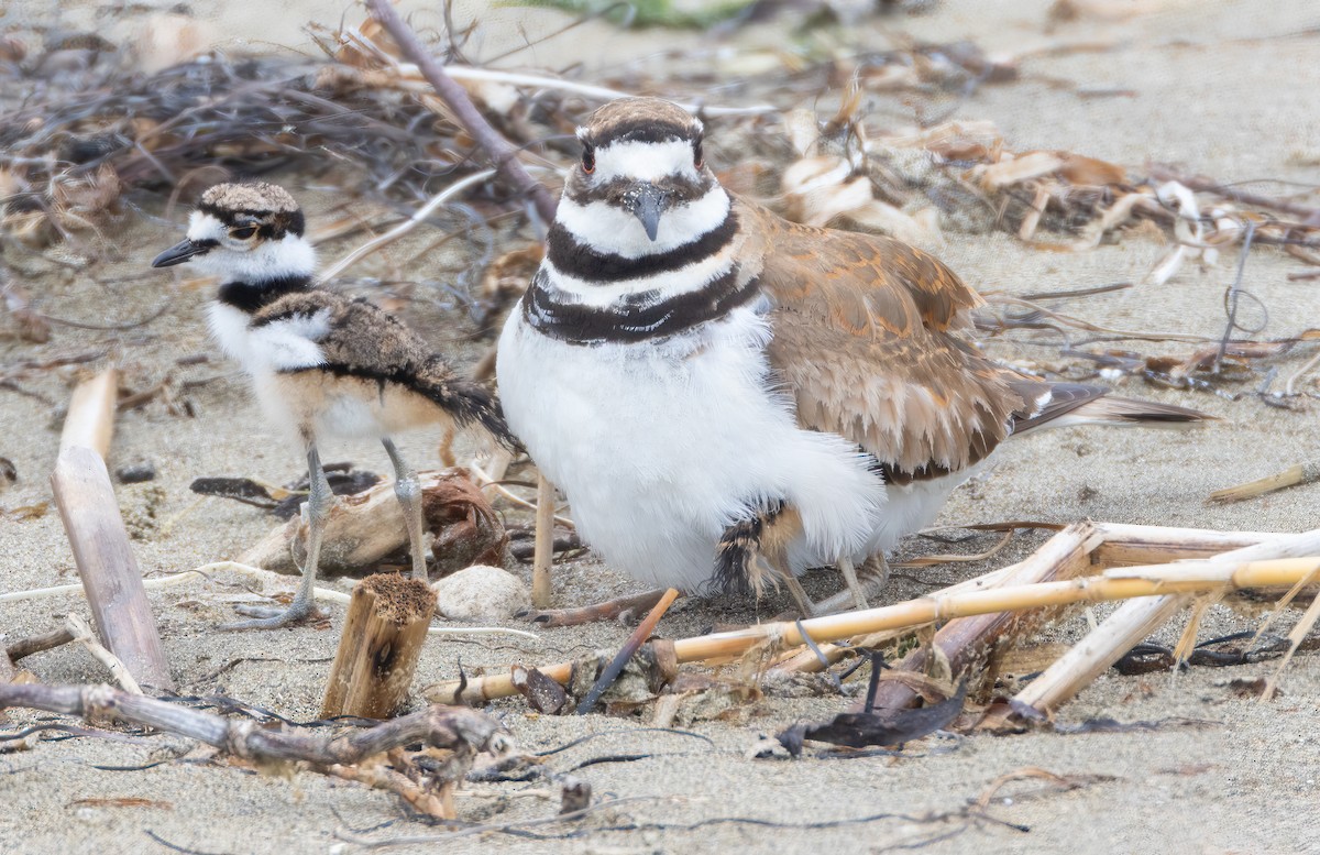 Killdeer - ML582922161