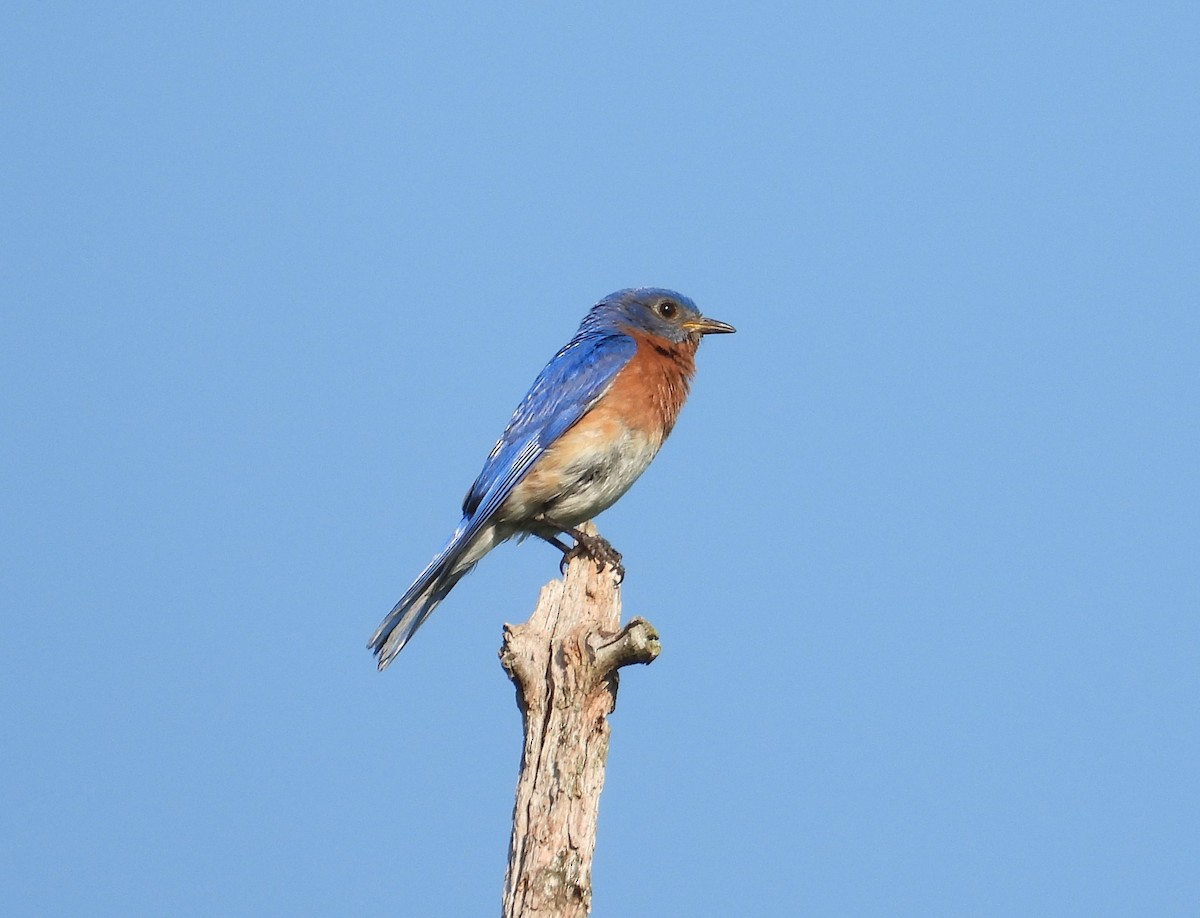 Eastern Bluebird - ML582922461