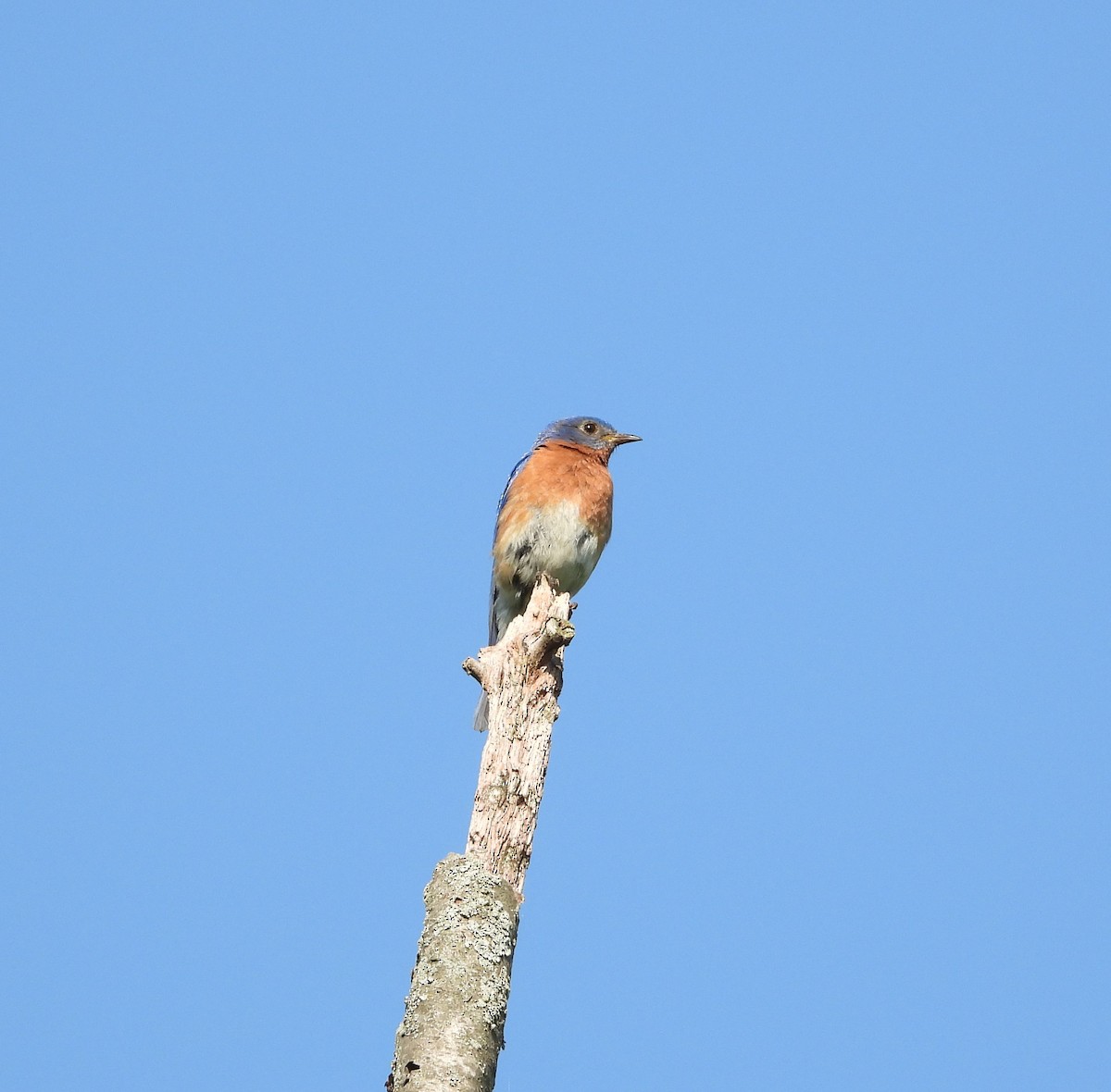 Eastern Bluebird - ML582922561