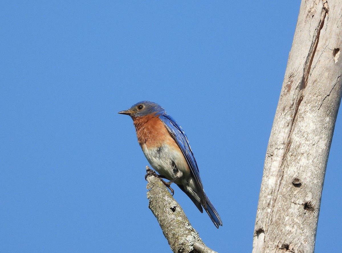 Eastern Bluebird - ML582922571