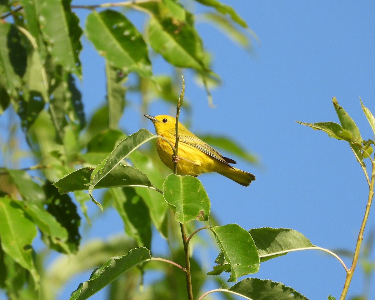 Yellow Warbler (Northern) - ML582922761
