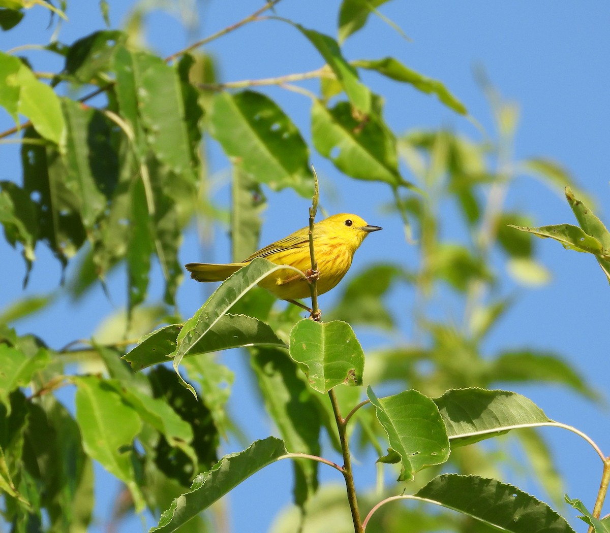 Yellow Warbler (Northern) - ML582922831