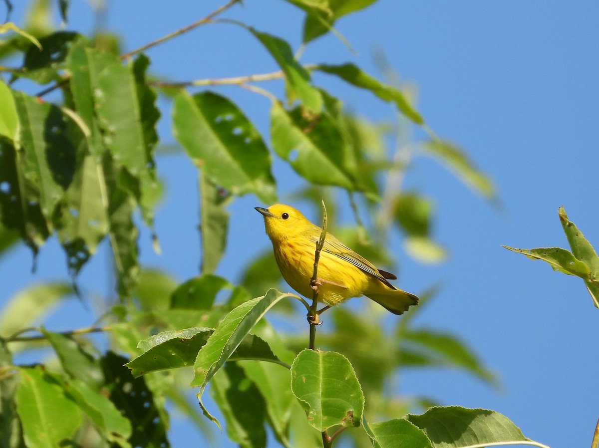 Yellow Warbler (Northern) - ML582922841