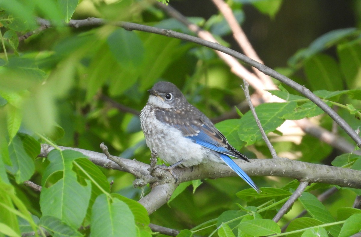 Eastern Bluebird - ML582923011