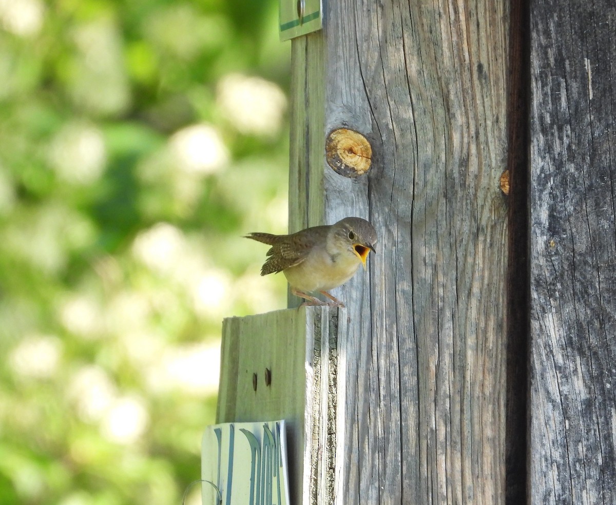 Northern House Wren - ML582923231