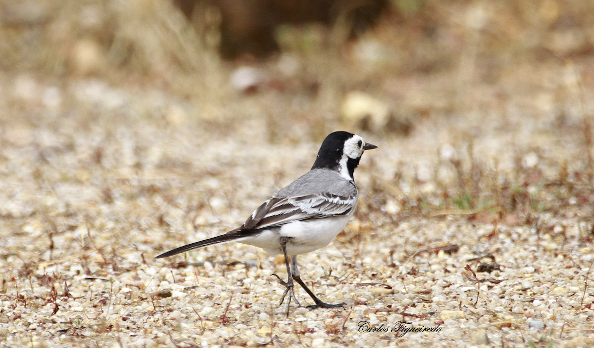 White Wagtail - Carlos Figueiredo