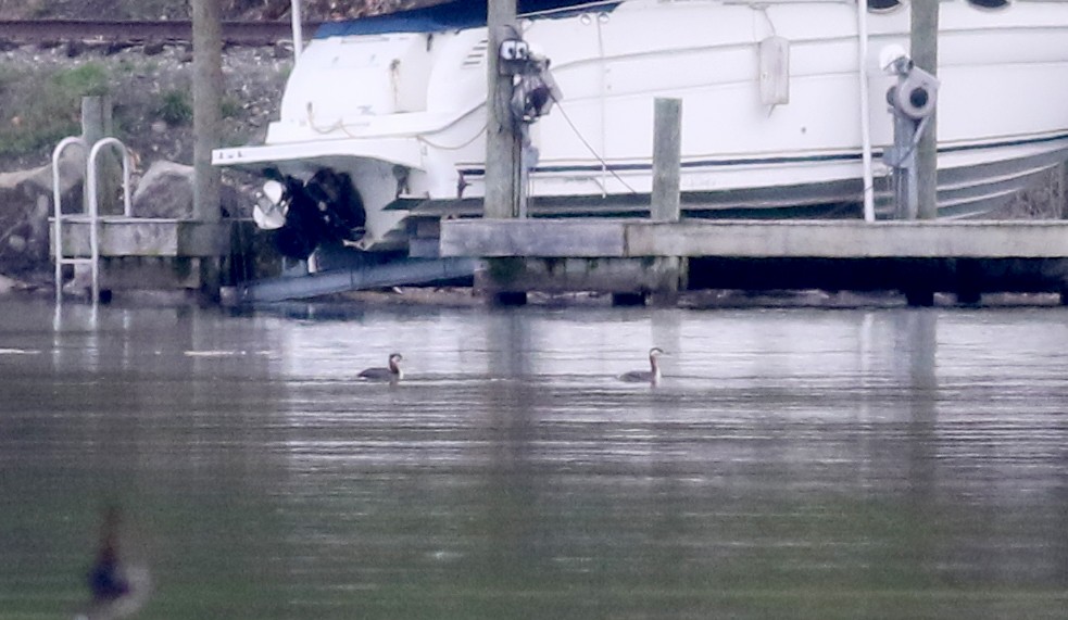 Red-necked Grebe - ML58292481