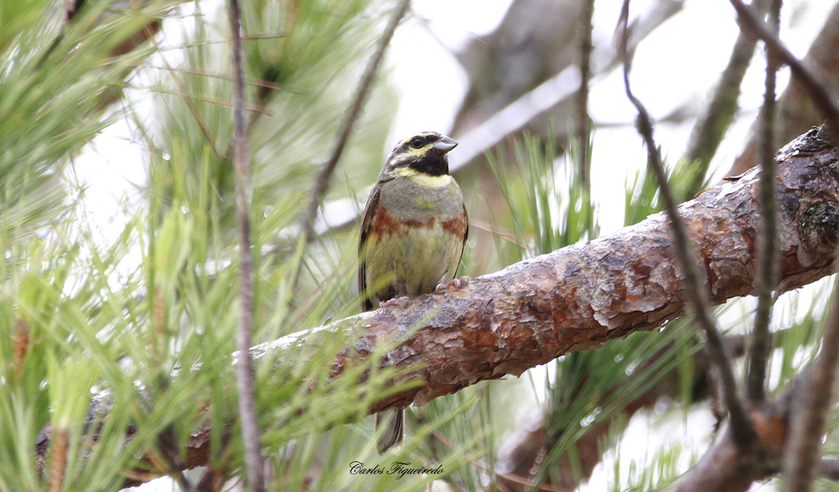 Cirl Bunting - ML582925071