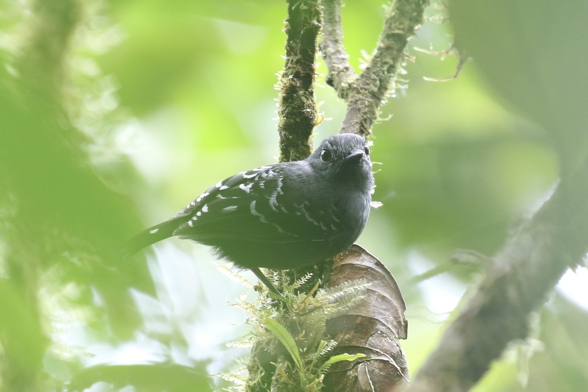 Common Scale-backed Antbird - ML582925211