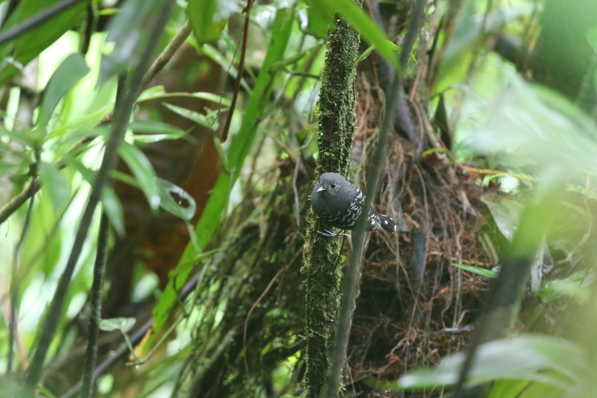 Common Scale-backed Antbird - ML582925221