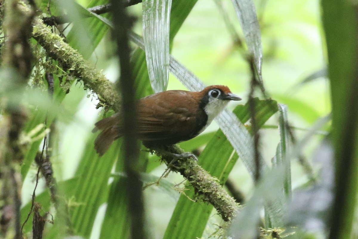 White-cheeked Antbird - ML582925301