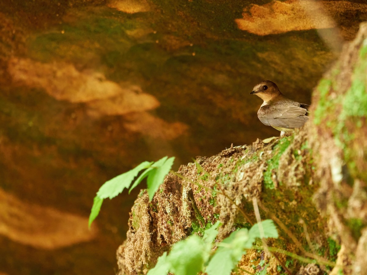 Northern Rough-winged Swallow - ML582925431