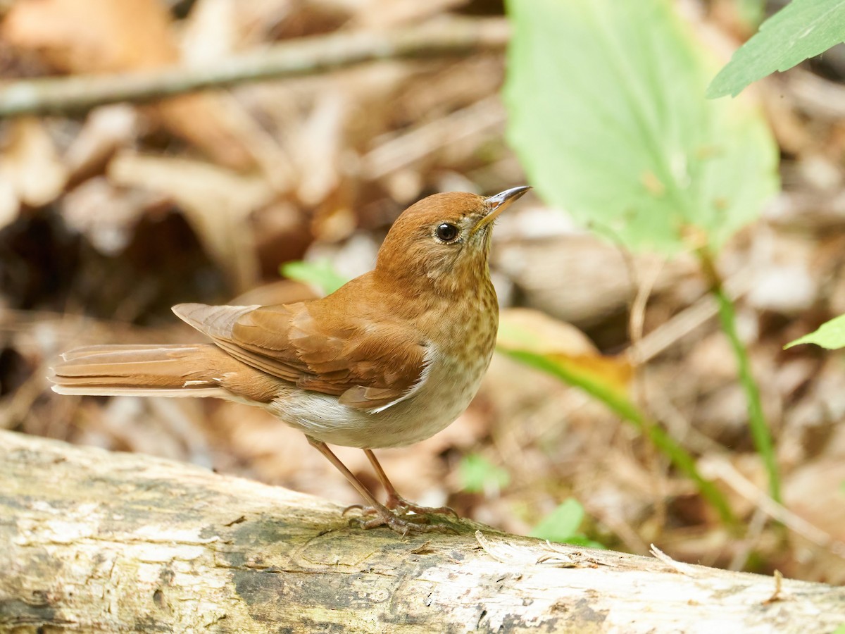 Veery - Alex Eisengart