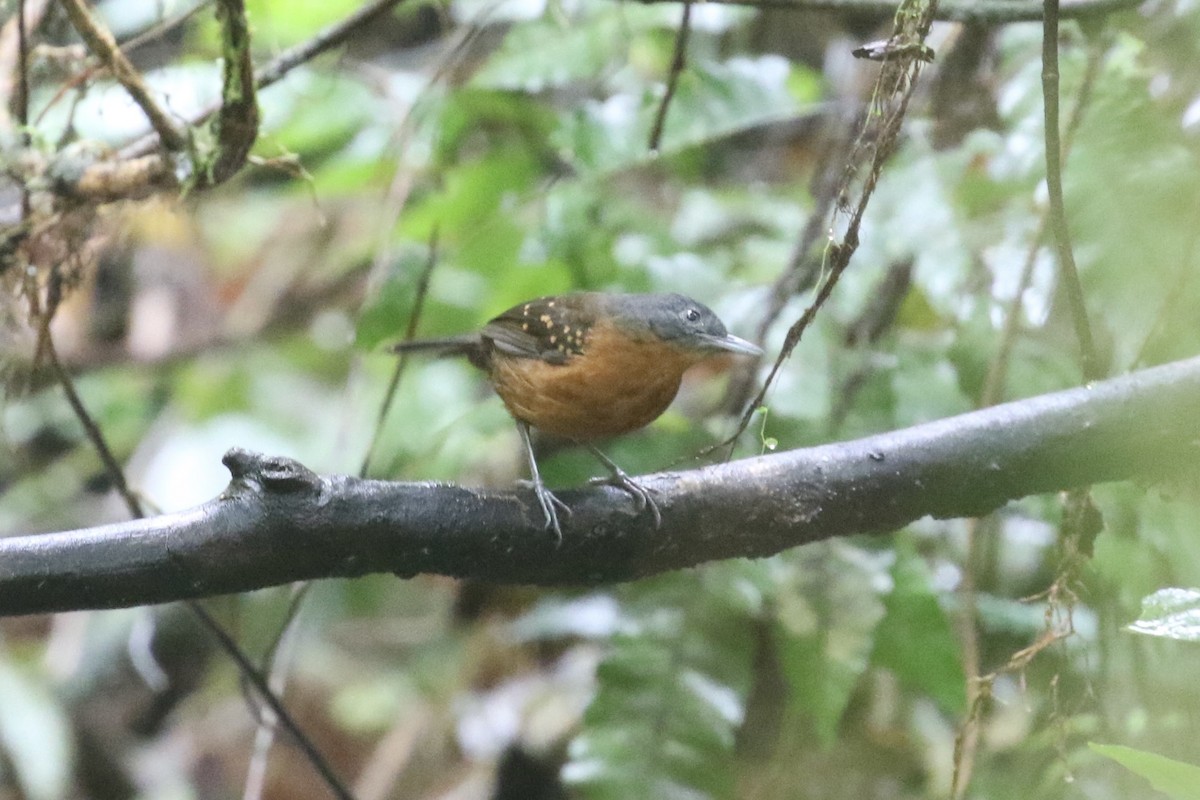 Spot-winged Antbird - ML582925561