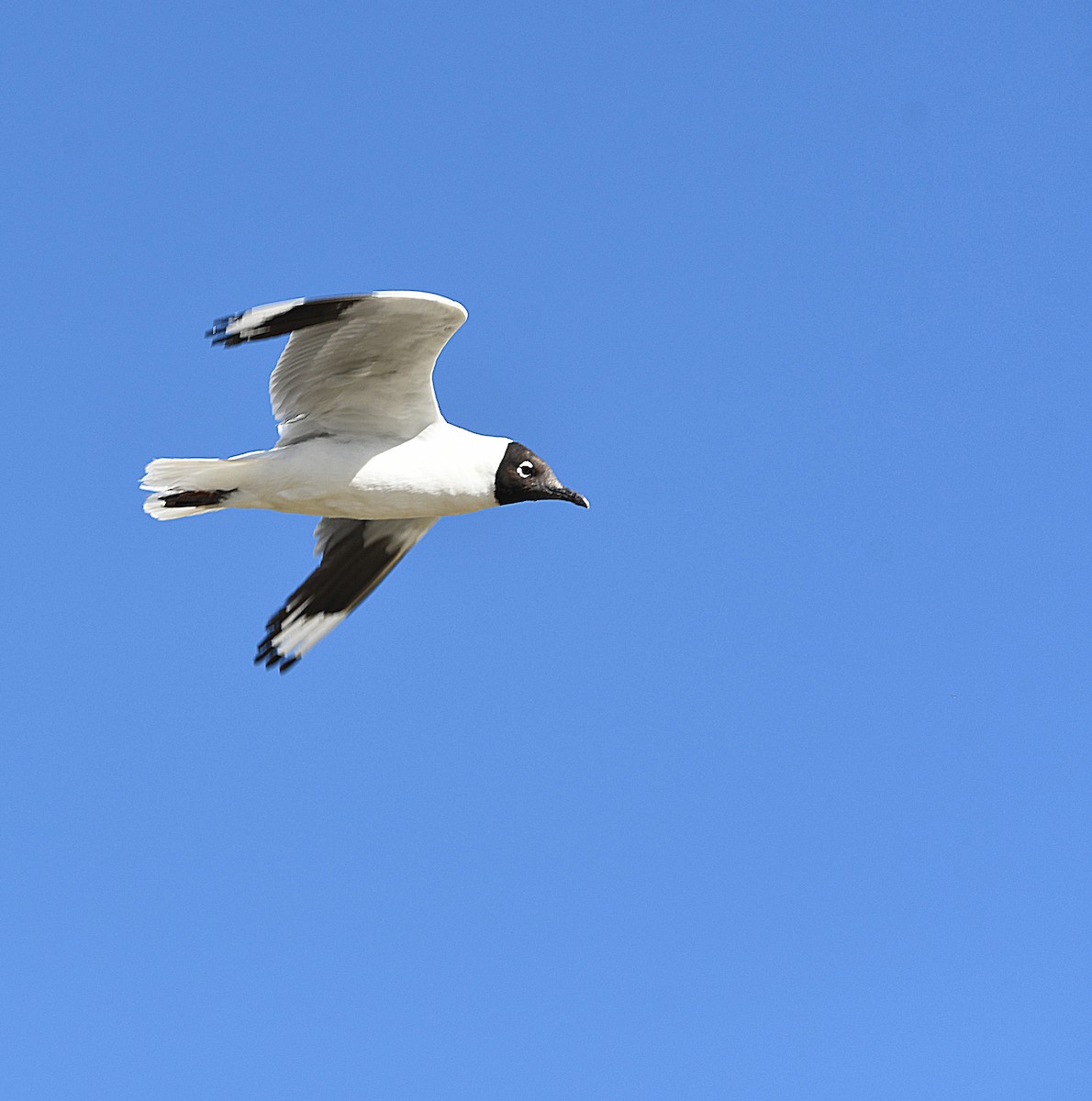 Andean Gull - ML582927341