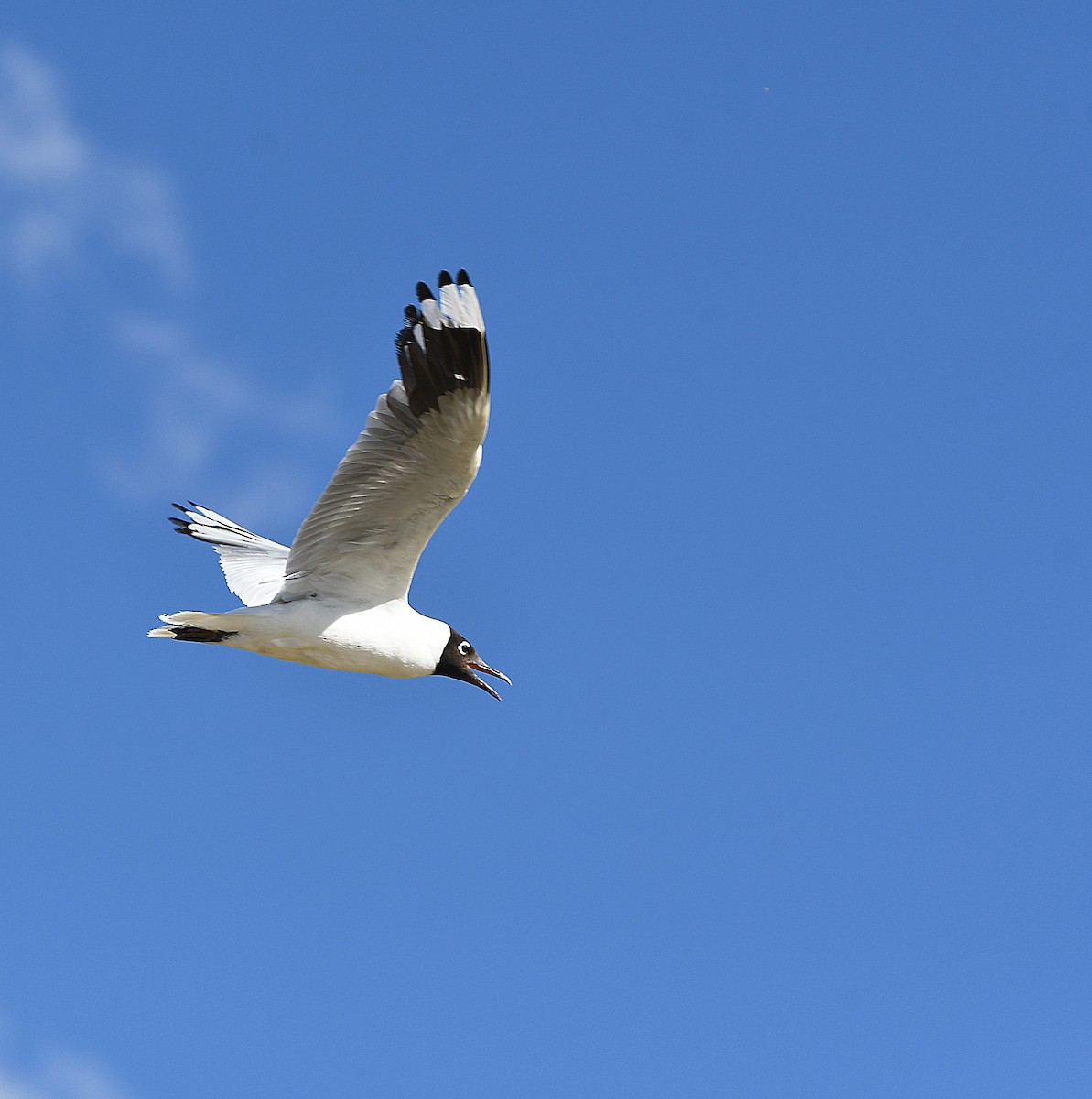 Andean Gull - ML582927481