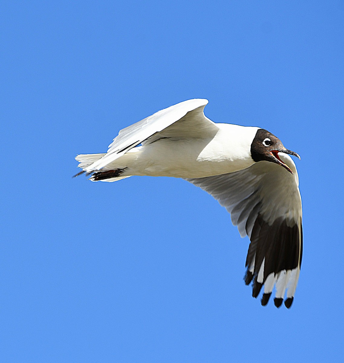 Andean Gull - ML582927701