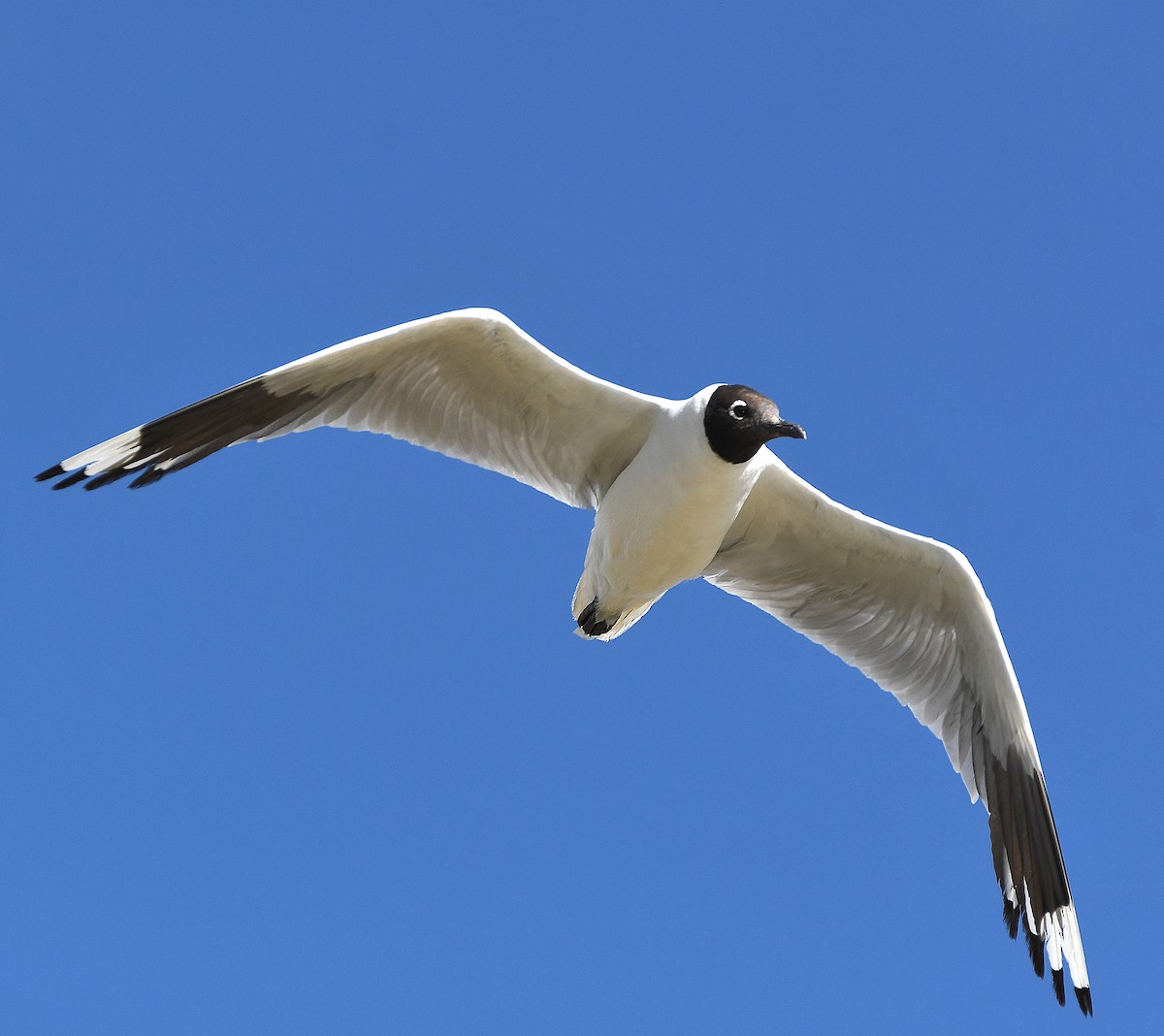 Andean Gull - ML582929521