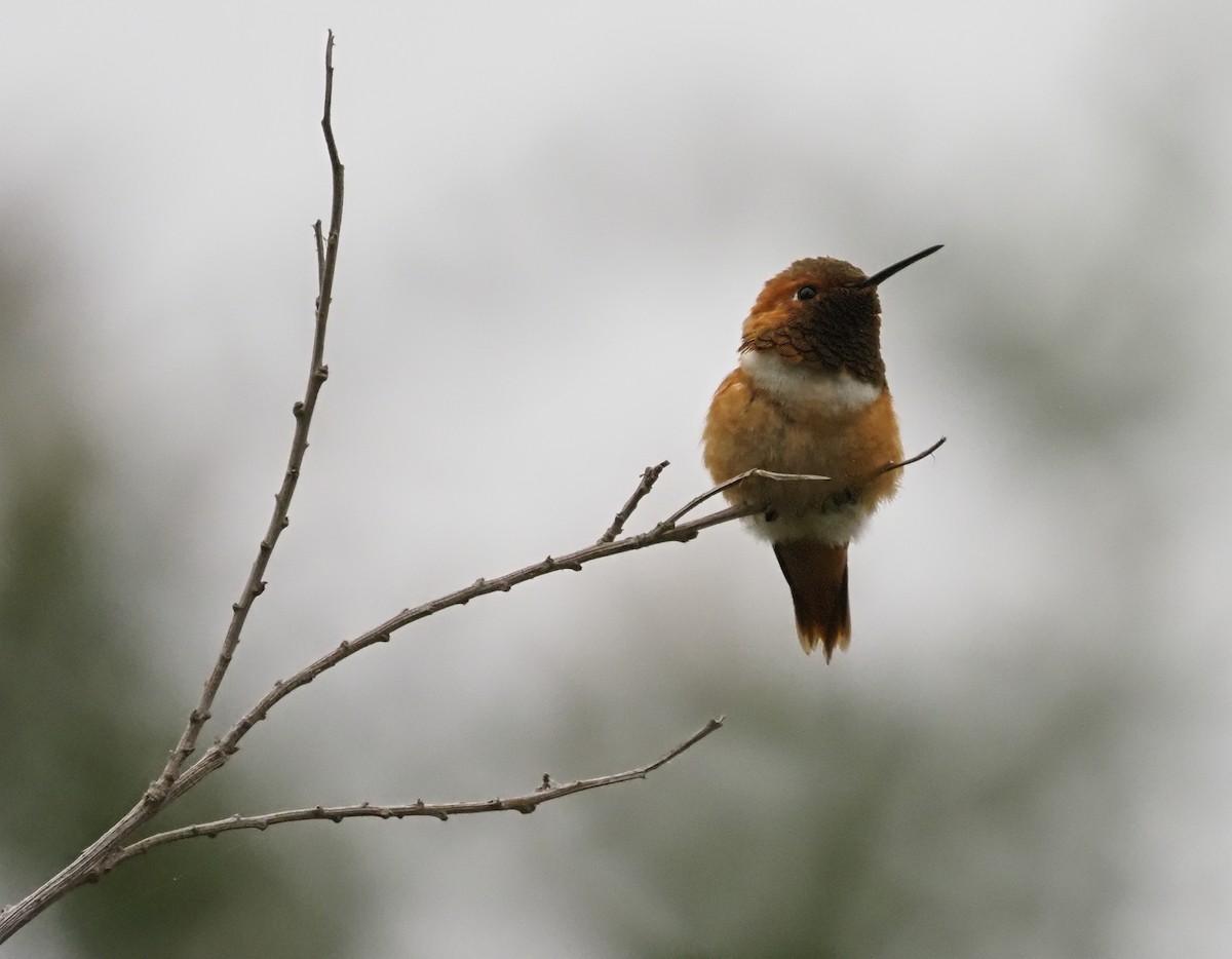 Allen's Hummingbird - ML582930061