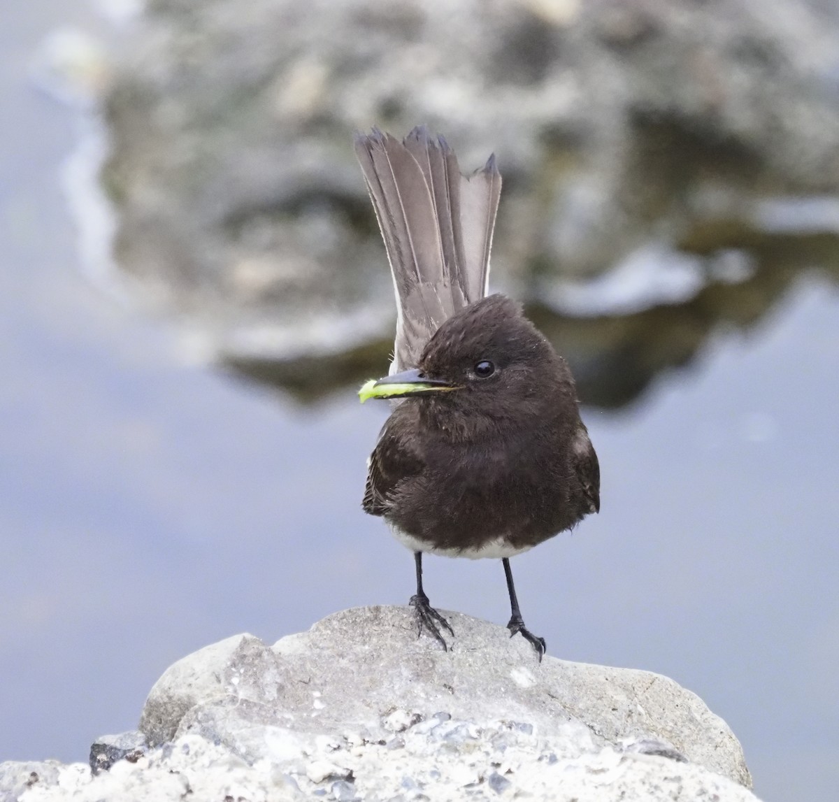 Black Phoebe - Paul Fox