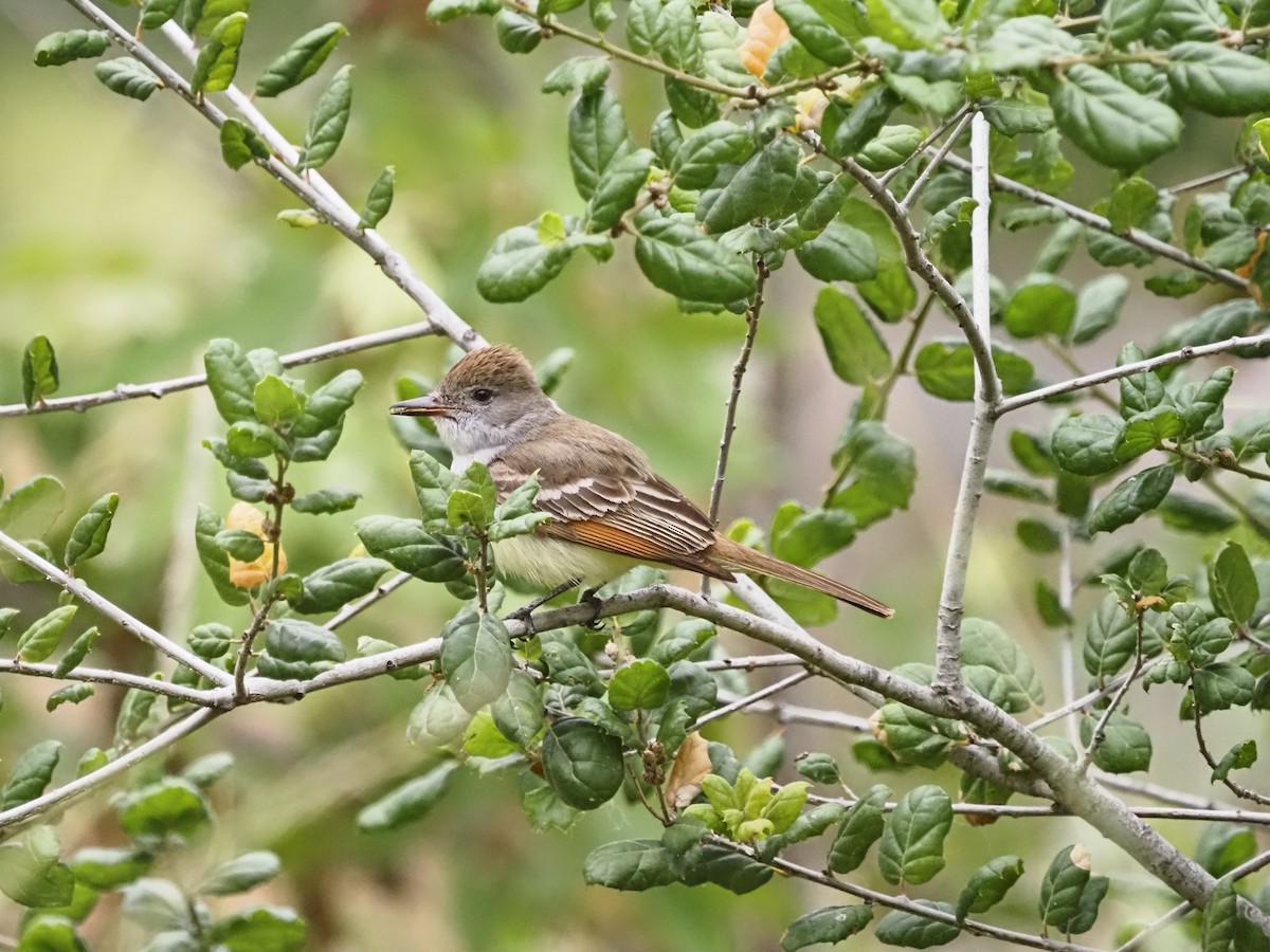 Ash-throated Flycatcher - Paul Fox