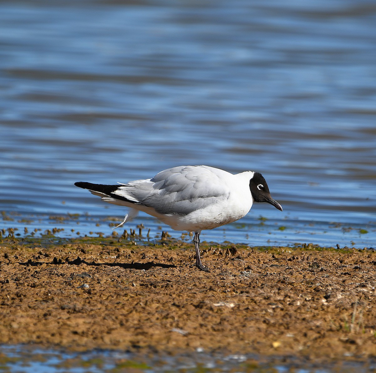 Andean Gull - ML582930341