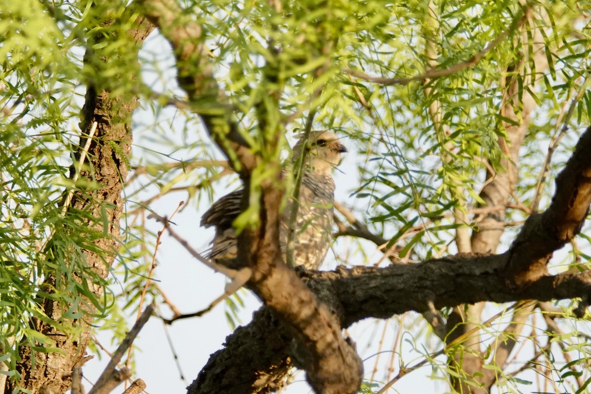 Scaled Quail - Rita Johnston