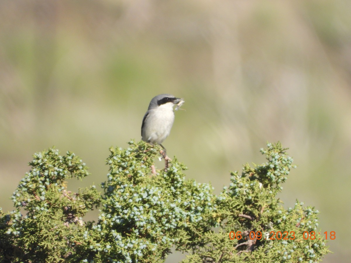 Pie-grièche migratrice - ML582933361