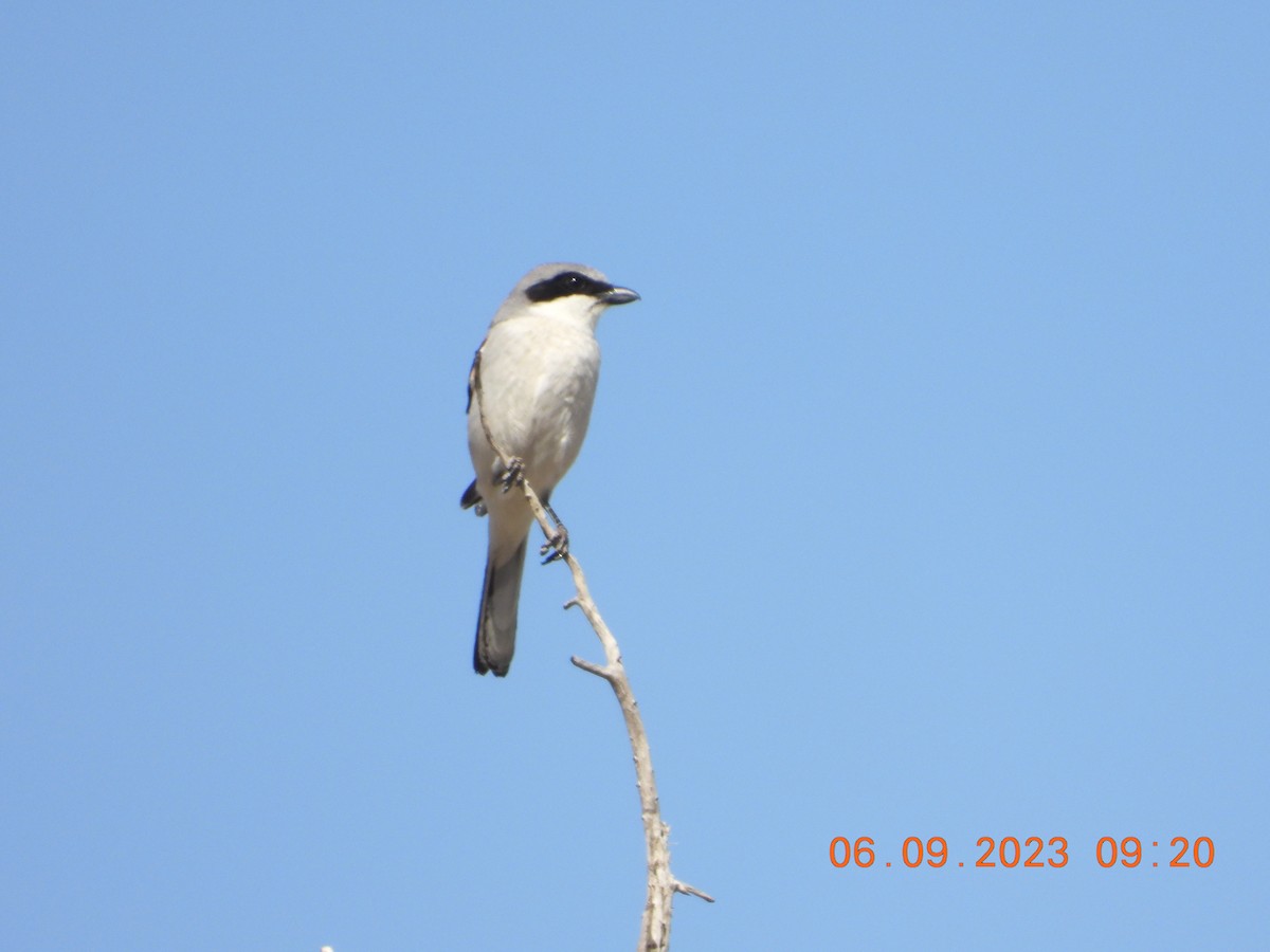 Loggerhead Shrike - ML582933821