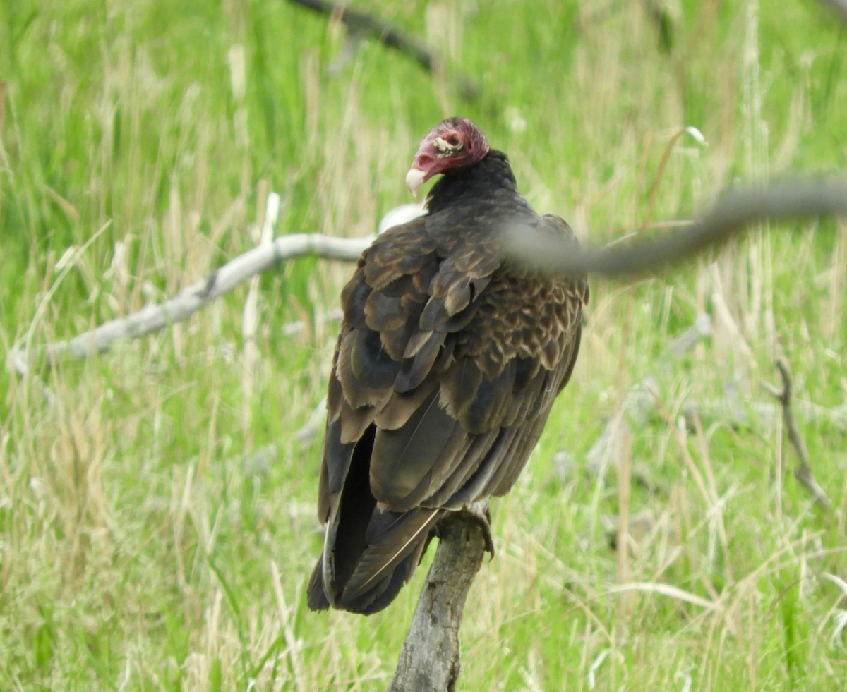 Turkey Vulture - Betsy Thorsteinson