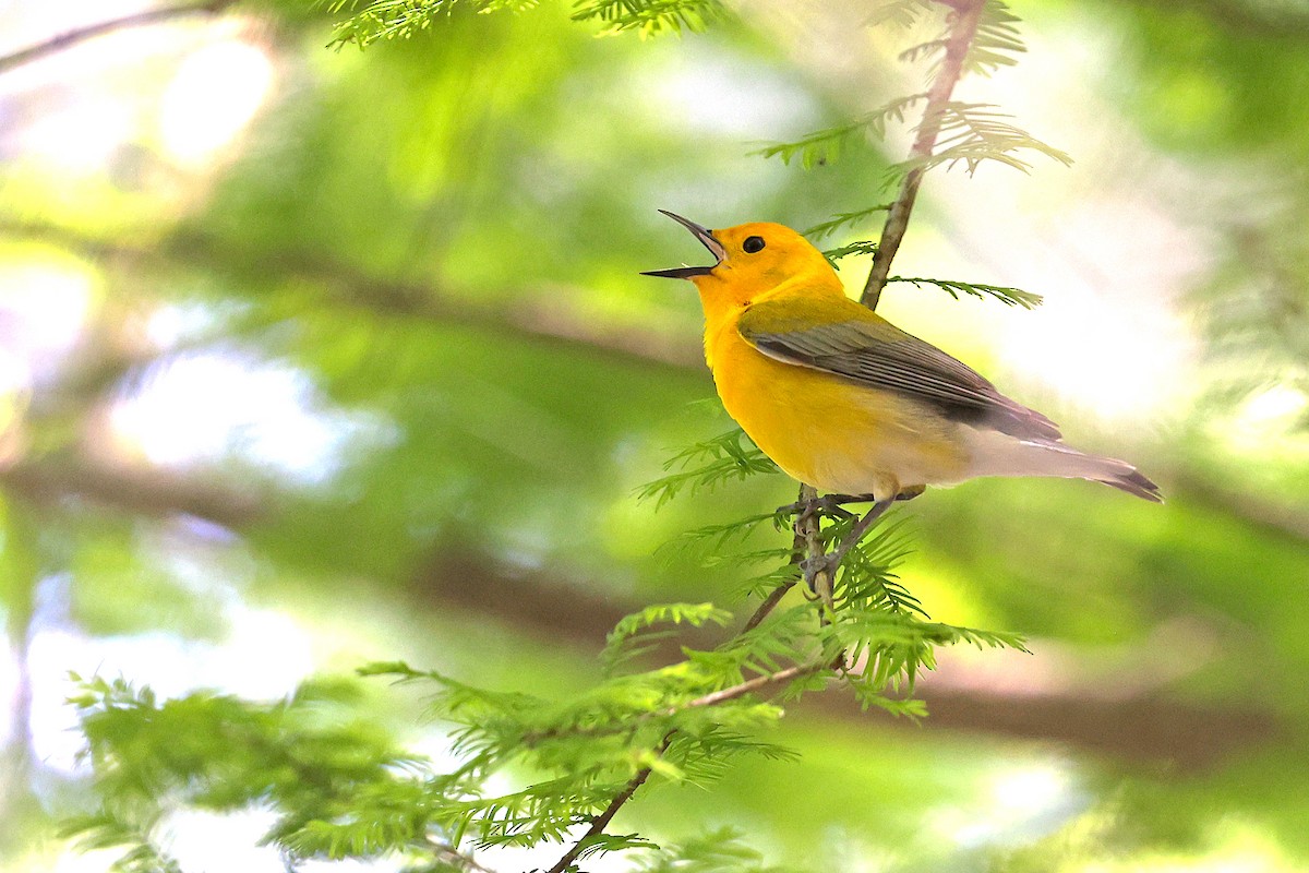 Prothonotary Warbler - ML582934401