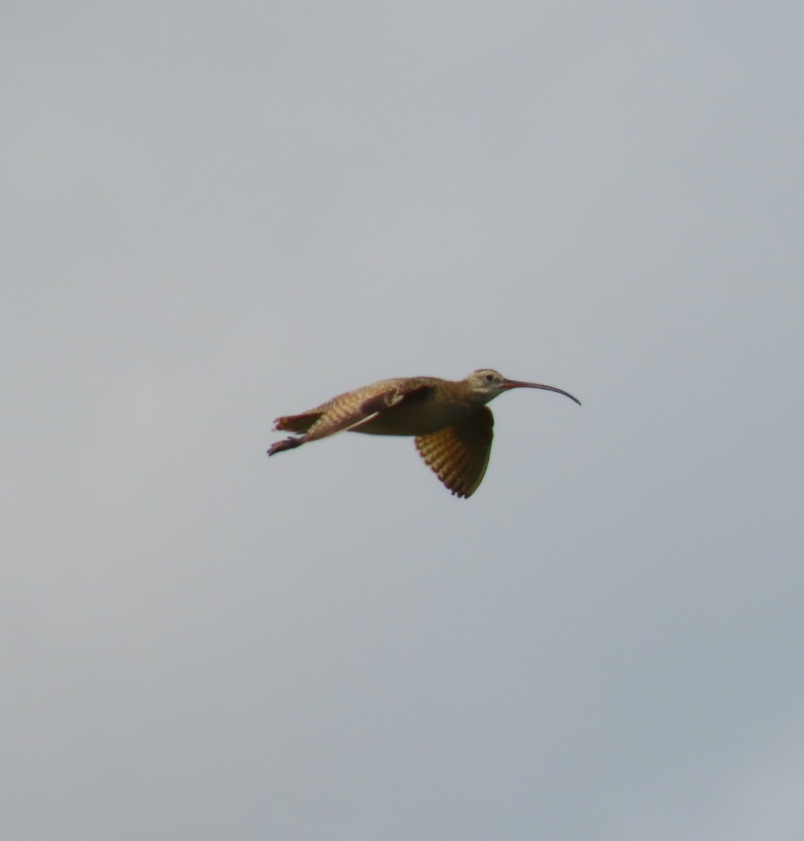 Long-billed Curlew - Rhonda Langelaan