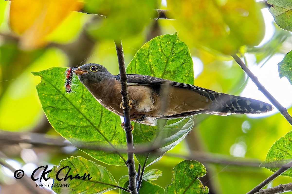 Brush Cuckoo (Sunda) - ML582936001