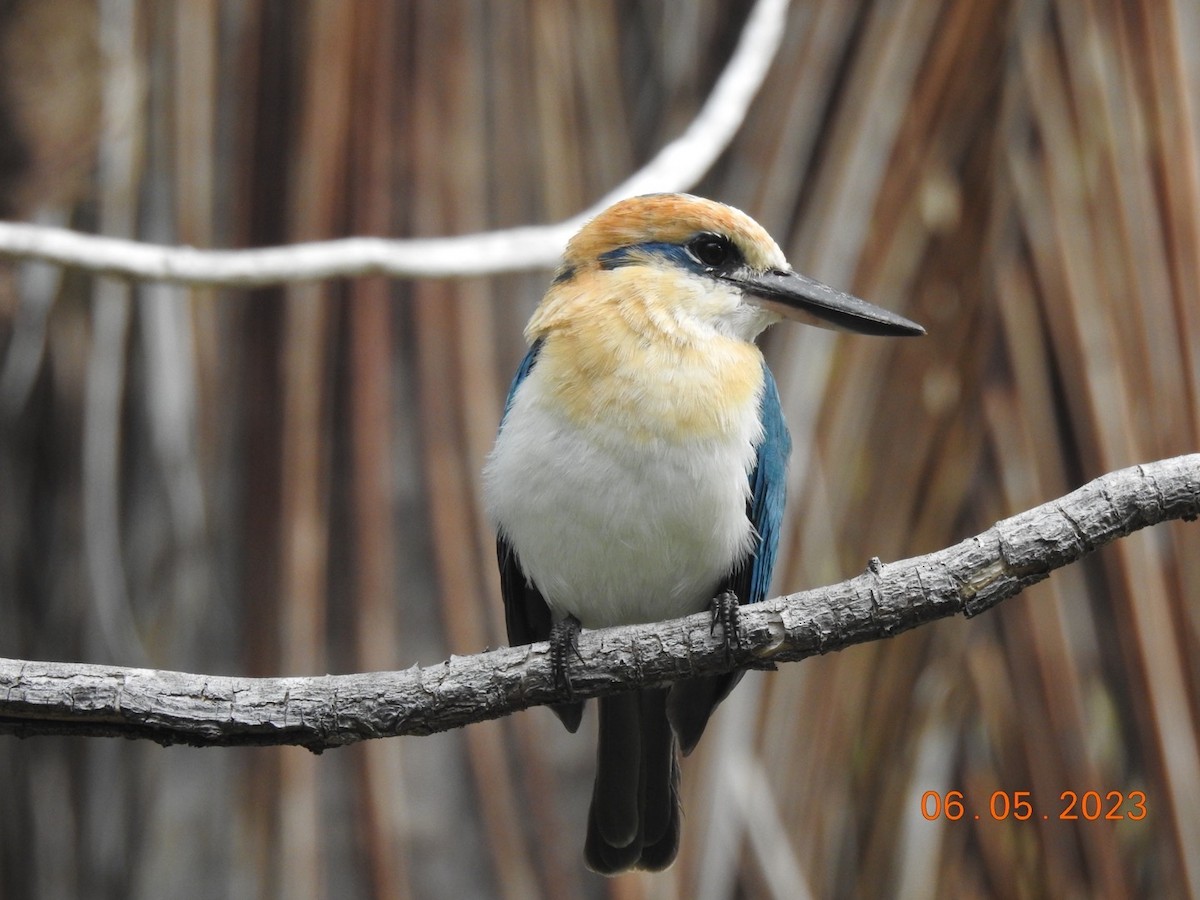 passerine sp. - ML582936771