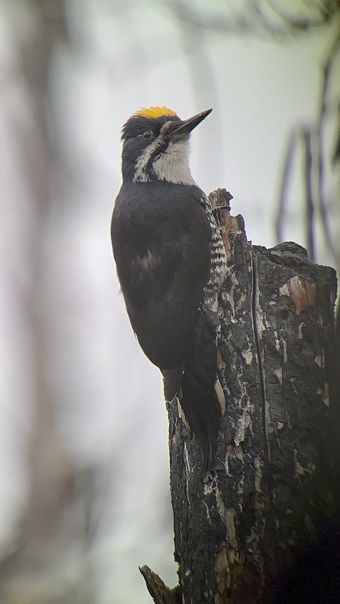 Black-backed Woodpecker - ML582937441