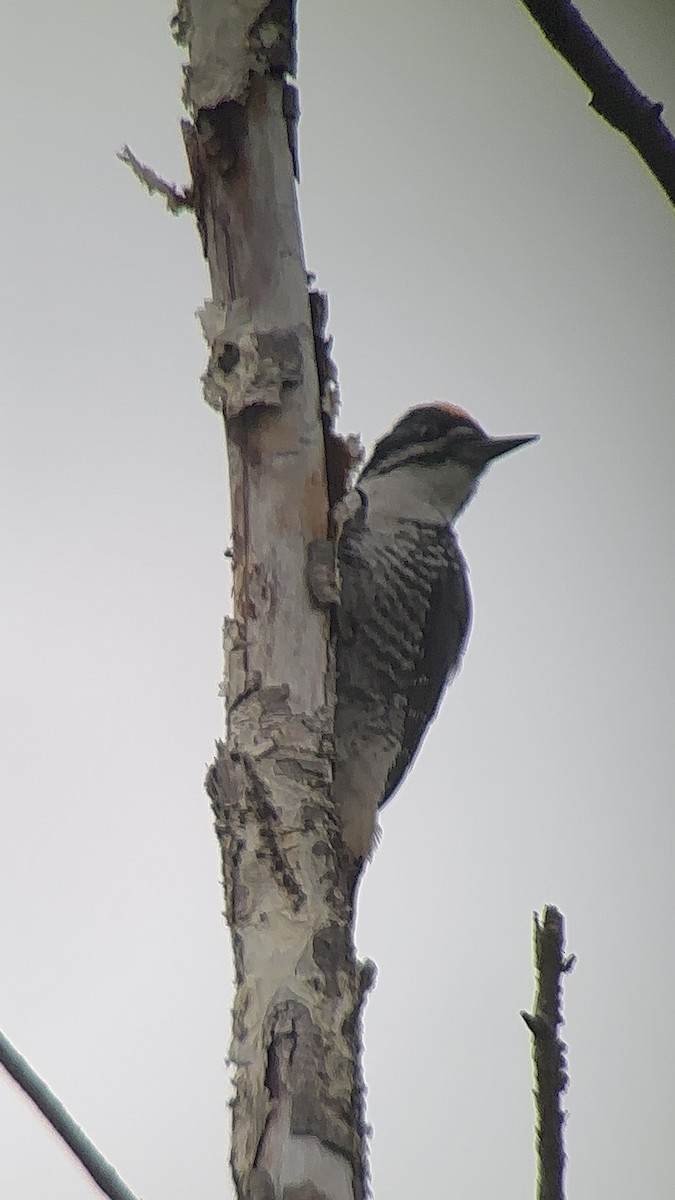 Black-backed Woodpecker - ML582937751