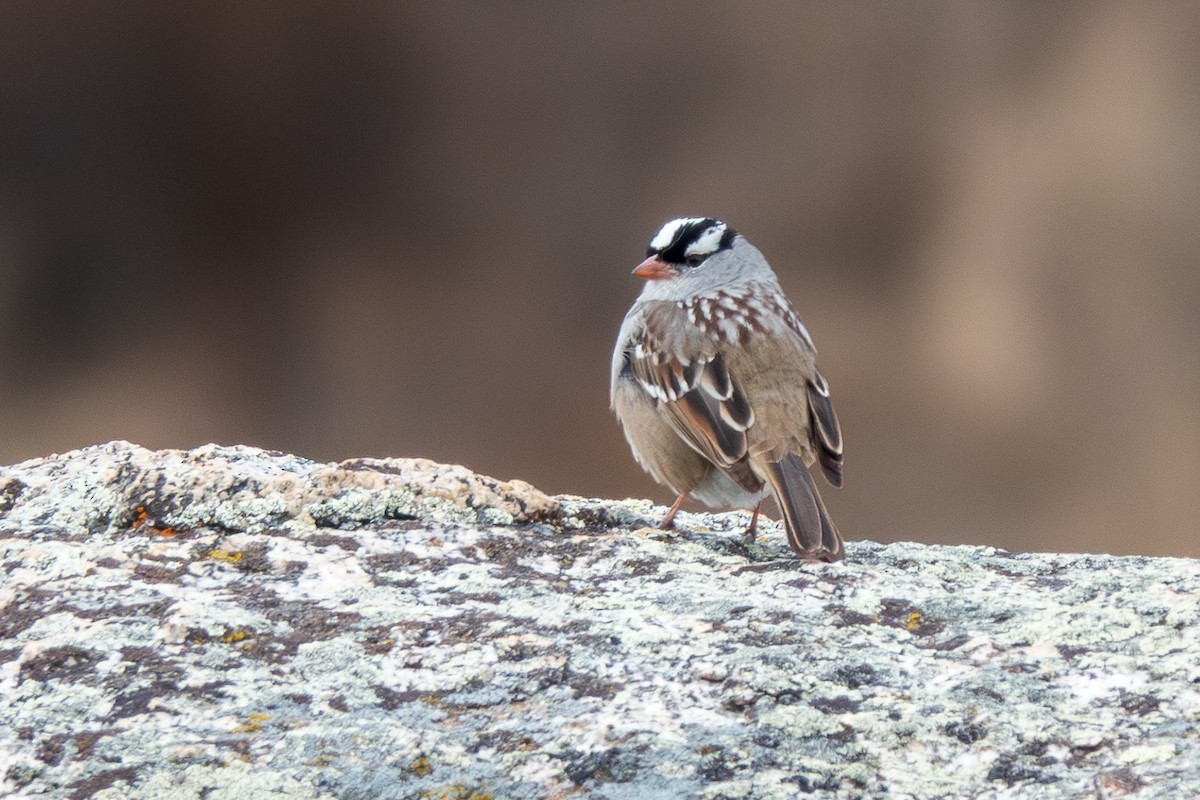 White-crowned Sparrow - Jordan Gerue