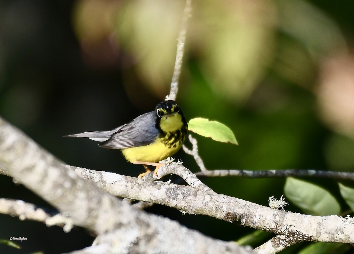 Canada Warbler - ML582939481