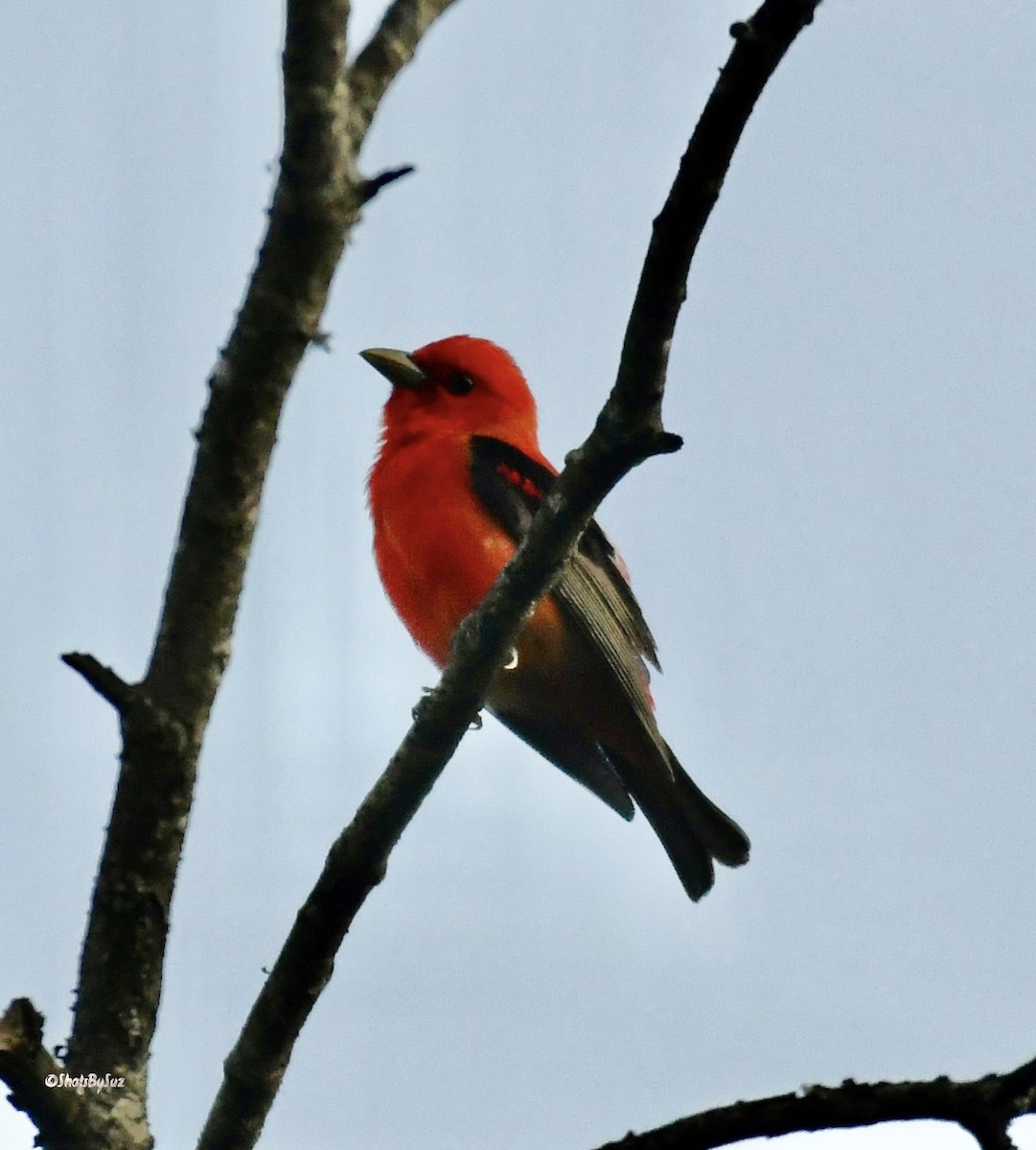 Scarlet Tanager - Suzanne Zuckerman