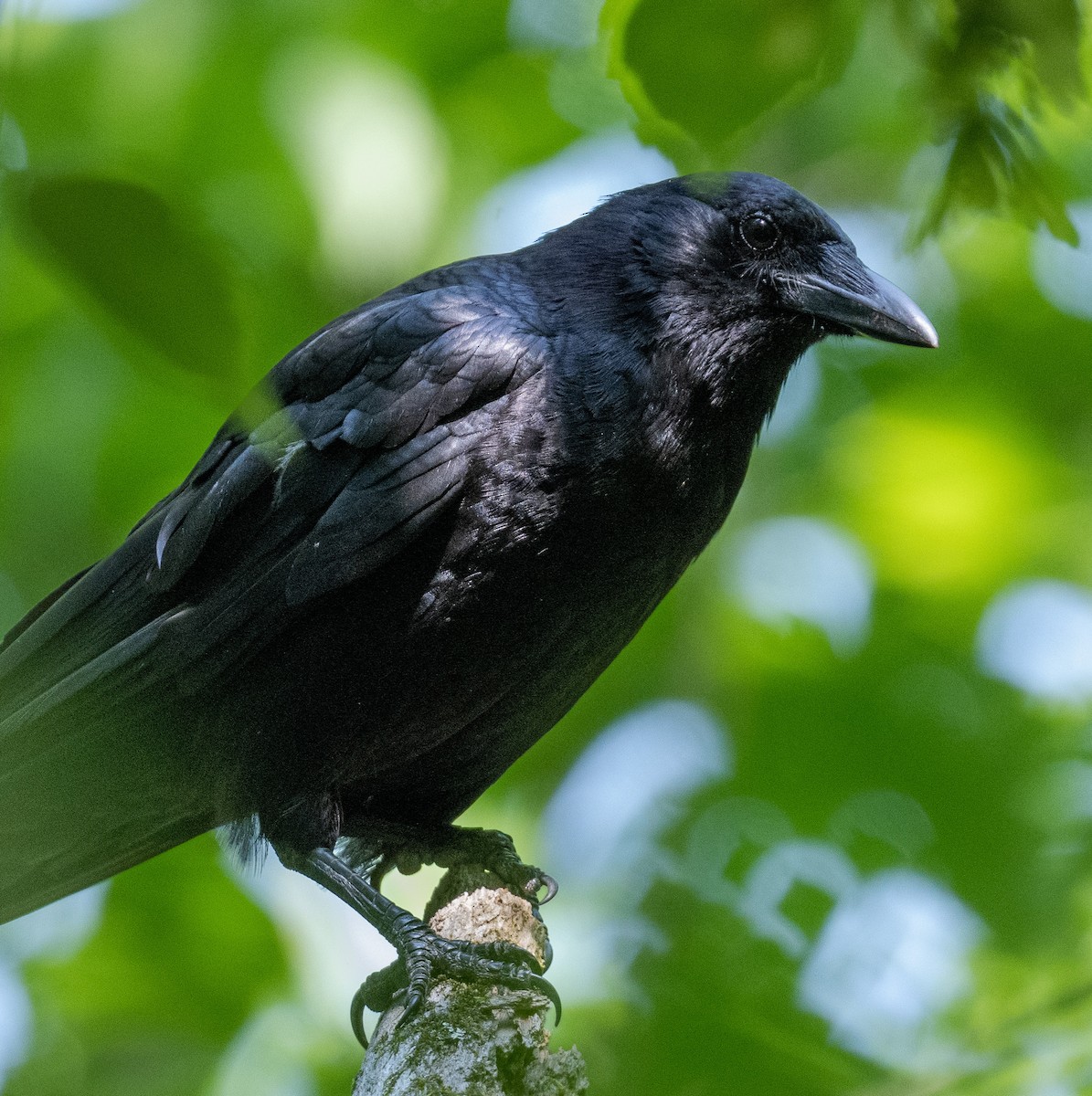 American Crow - ML582939851