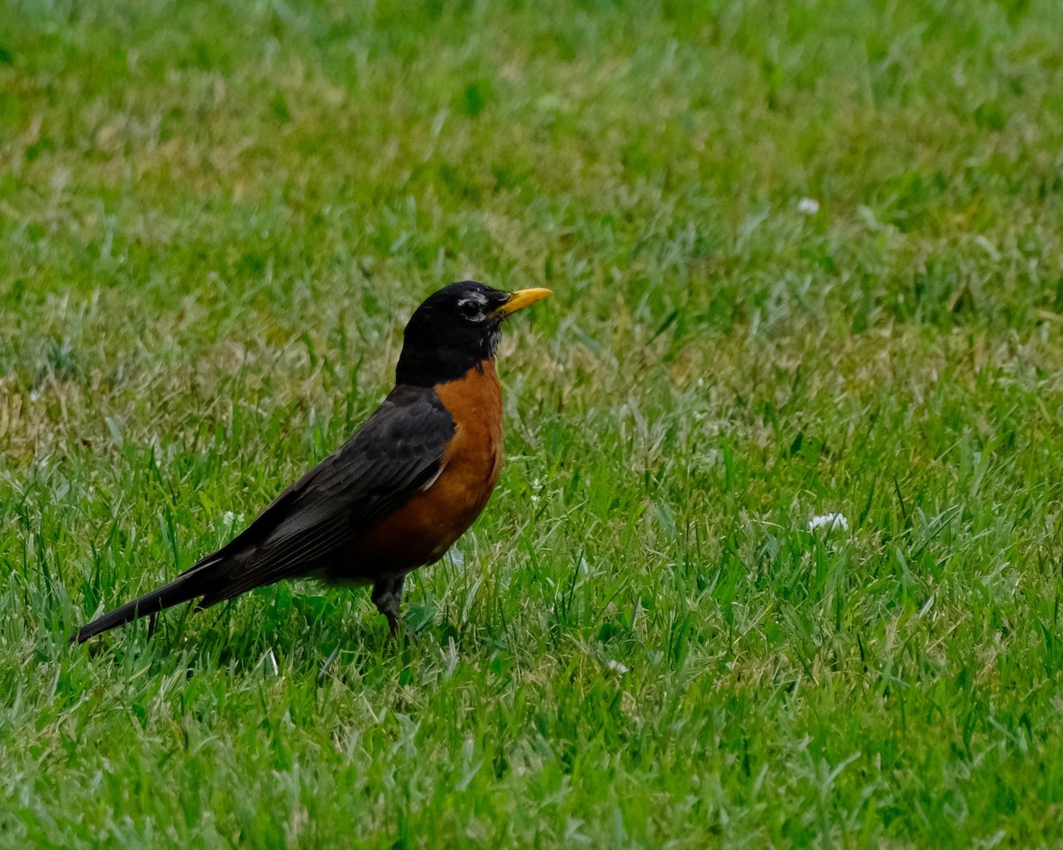 American Robin - Alexander Rabb