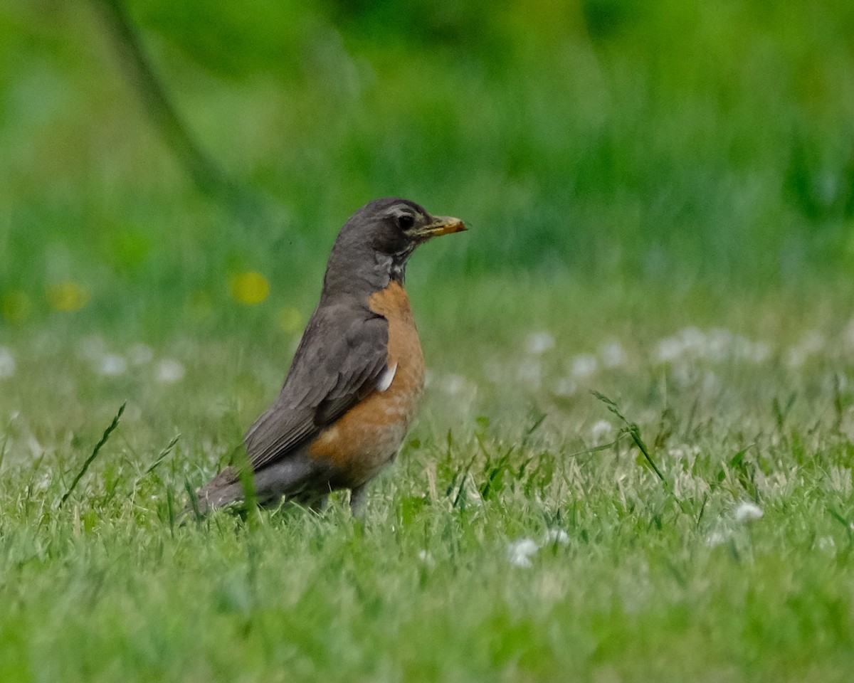 American Robin - ML582940001