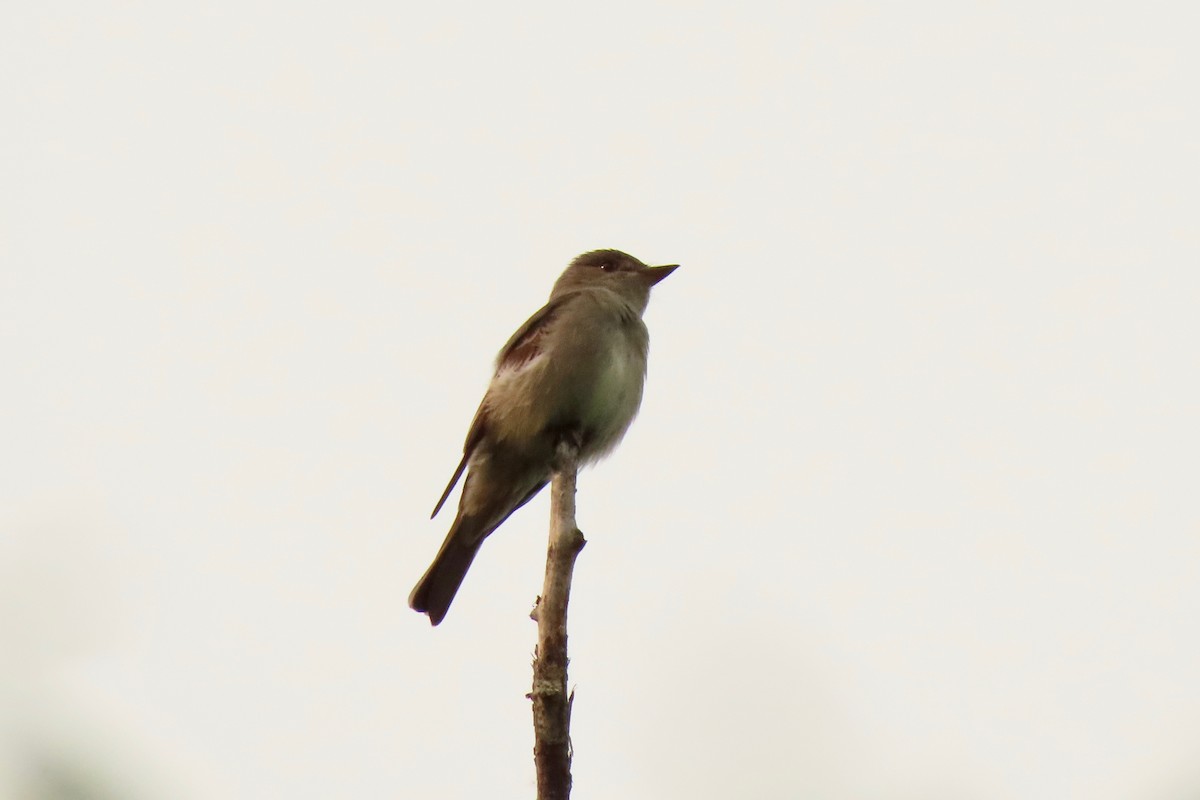 Western Wood-Pewee - Kathleen Dvorak