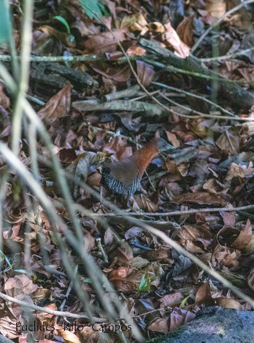 White-throated Crake (Gray-faced) - ML582940391