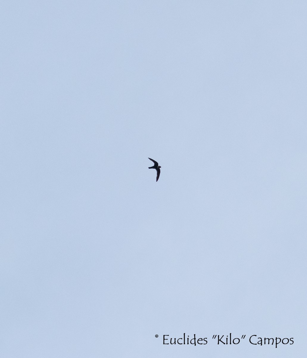 White-collared Swift - Euclides "Kilo" Campos